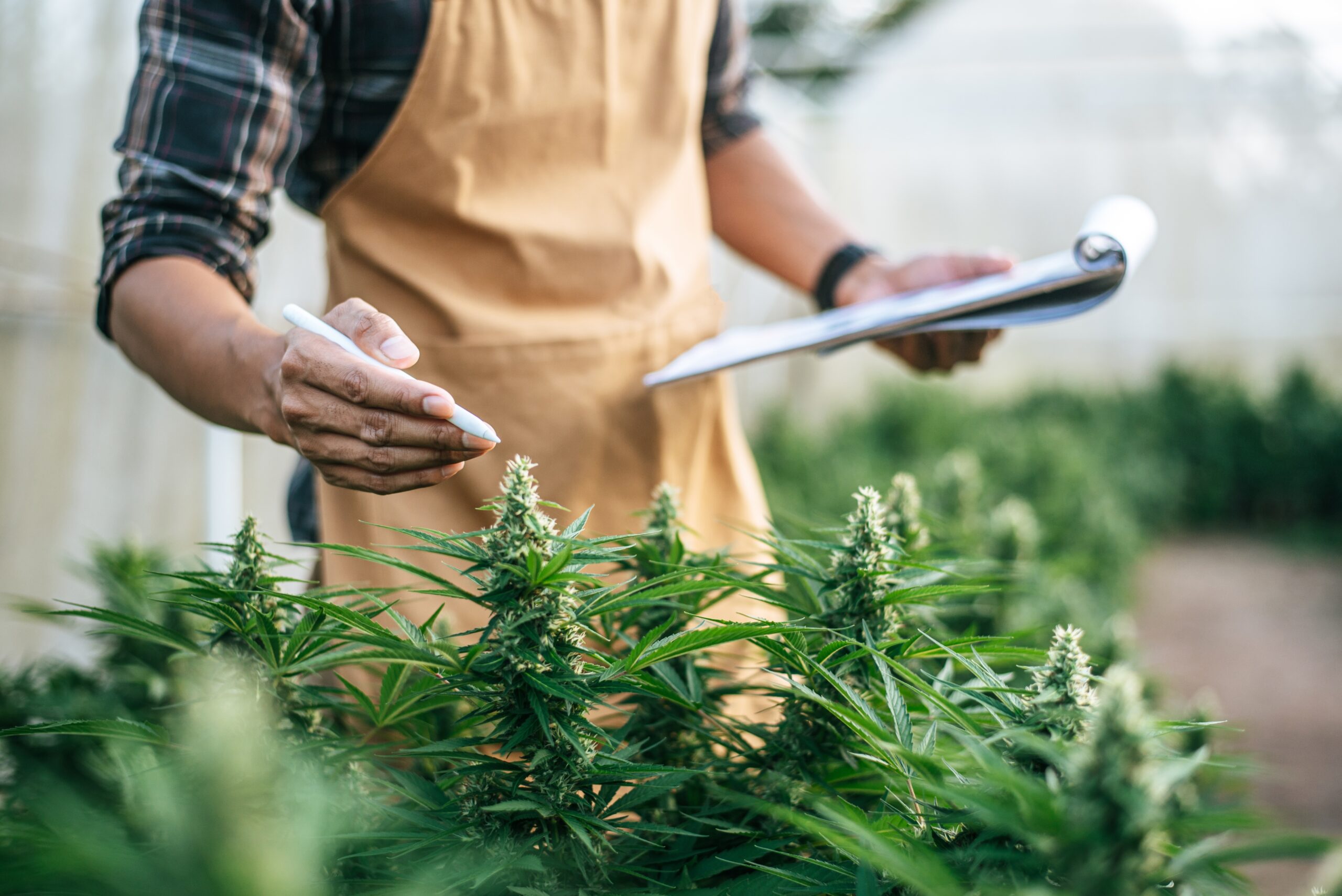 employee examining cannabis plants